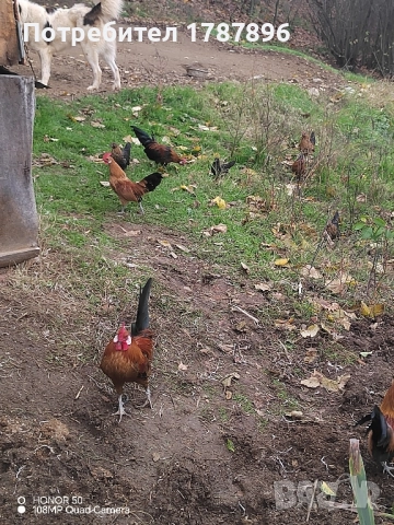 Продавам декоративни кокошки , снимка 9 - други­ - 52547741