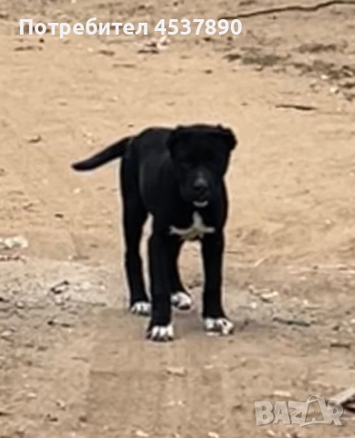 Cane corso / кане корсо, снимка 3 - Мастиф - 51937861