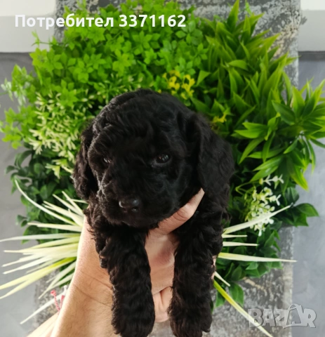  момченце пудел toy, снимка 2 - Пудели - 53721174