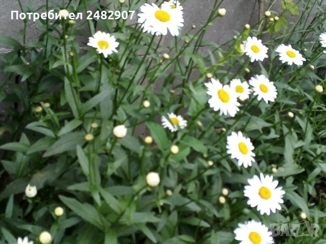 Градински маргаритки - корен, снимка 2 - Градински цветя и растения - 41271145