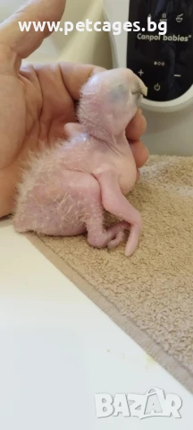 Синьо Жълта Ара - Бебета, снимка 5 - Папагали - 51185609