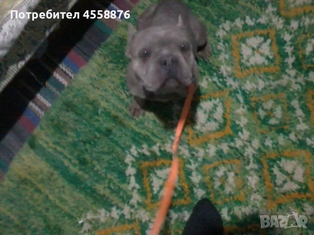 продавам френски булдог женски, снимка 3 - Френски булдог - 53394769