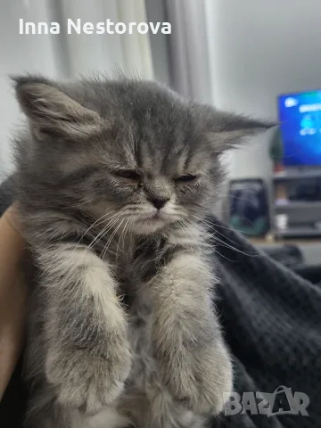 Персийски котарак 