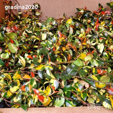   Жасмин - Азиатски , снимка 4 - Разсади - 49522118