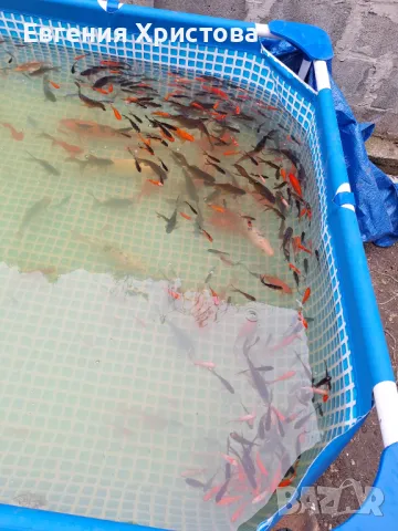 Продавам Езерни златни рибки, снимка 3 - Рибки - 50131784