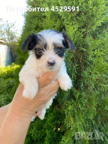 Бивер Бивър йорки йоркширски териер, снимка 6 - Йоркширски териер - 52369659