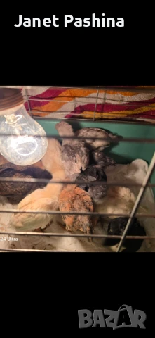 Селски пиленца, снимка 5 - Патици и гъски - 47634967