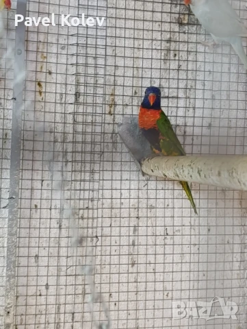 Различни видове птици на добри цени , снимка 10 - За птици - 51362622