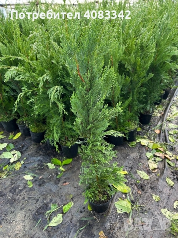 Лейланди Кипарис