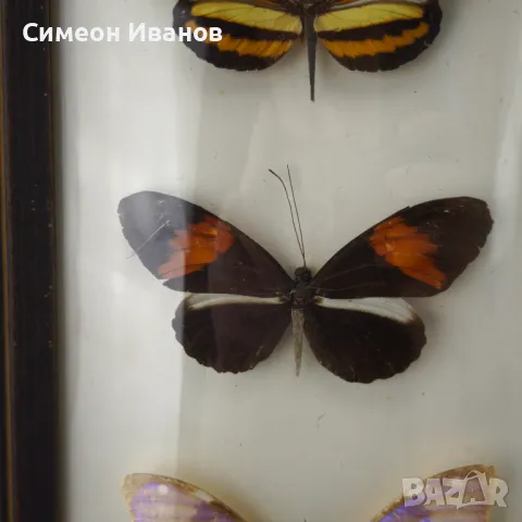 Препарирани пеперуди в рамка от Бразилия #5891, снимка 5 - Други ценни предмети - 50268046