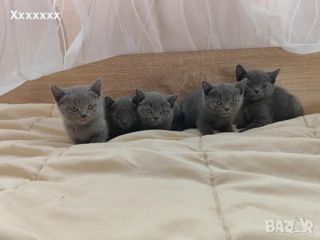 Британска късокосместа котка, снимка 4 - Британска късокосместа - 56049366