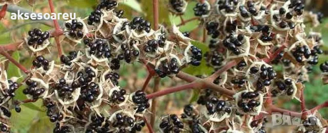 Продавам 400 висококачествени семена от медоносното дърво на пчеларя Еводия Даниели и разсад дръвчет, снимка 15 - Сортови семена и луковици - 49258651