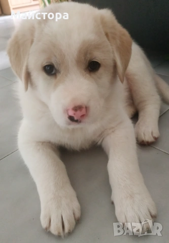 Продавам куче Акита, снимка 2 - Акита - 53533566