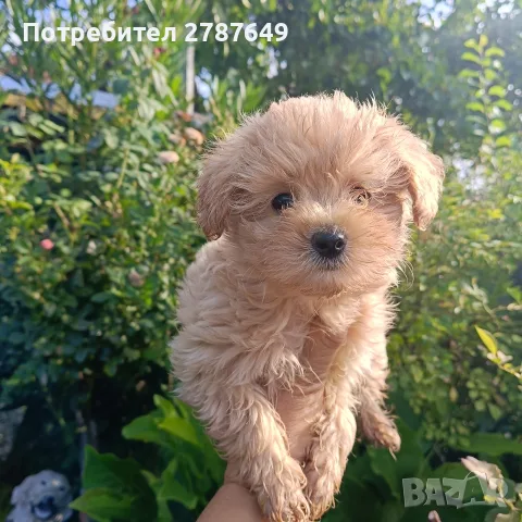 Малтипу♥️♥️Момичета, снимка 4 - Пудели - 56126037