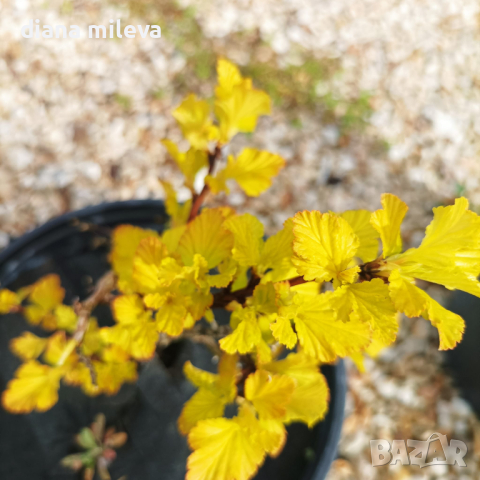 Физокарпус жълт, Physocarpus opulifolius ‘Dart’s Gold’, снимка 11 - Градински цветя и растения - 39879732