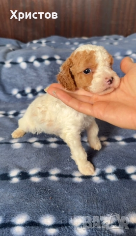 Мини пуделчета той , снимка 3 - Пудели - 52557736