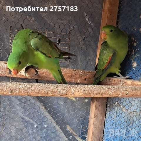 продавам червенокрили папагали чифт 2025