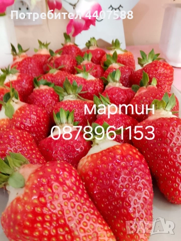 Разсад ягоди и малини , снимка 4 - Разсади - 49528320