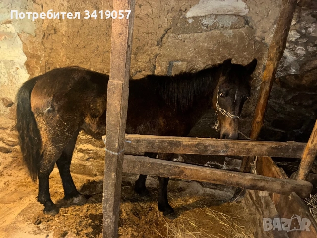 Конче на 11 месеца и бременна коза