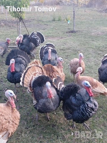 продавам домашно гледани пуйки пуяци за празниците , снимка 17 - Кокошки и пуйки - 51832484