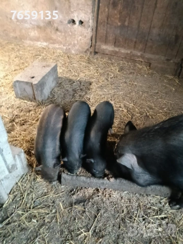 Прасенца, снимка 3 - Прасета - 53456523