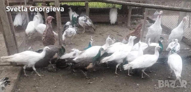 Едногодишни пауни