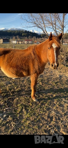 Кобили, снимка 3 - Коне - 52208617