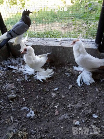 Продавам шмалхалденски монахини, снимка 1