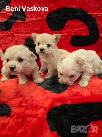 мини малтийски болонки, снимка 3 - Болонка - 53008355