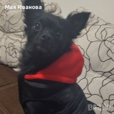 Търсим си дама за разплод , снимка 2 - Чихуахуа - 41342973