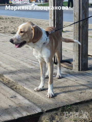 Подарявам куче, снимка 4 - Други - 53582823