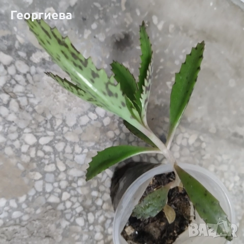 хатиора, каучуково дърво, кактуси и сукуленти, снимка 7 - Стайни растения - 51254705