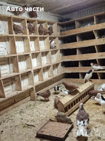 пазарджишки високолетачи със добри постижения , снимка 9 - Гълъби - 48656358