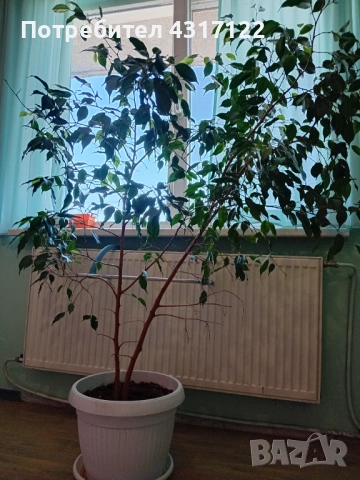 Бенджамин бенджамин, снимка 4 - Градински цветя и растения - 53830230