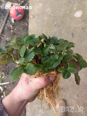 Разсад ягоди "КЛЕРИ", снимка 3 - Разсади - 51137243