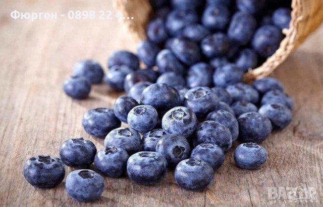 Вечно зелена боровинка - Съншайн Блу Blueberry Sunshine blue, снимка 1 - Разсади - 40702850