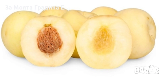 Бяла нектарина, снимка 2 - Градински цветя и растения - 52529910