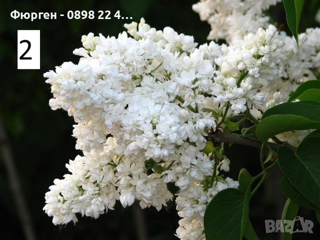 Люляк / Lilac Налични 4 цвята , снимка 3 - Разсади - 51517425