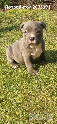 Американско були покет  American bully , снимка 10 - Питбул - 55752145