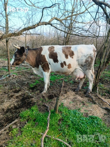Продавам крави