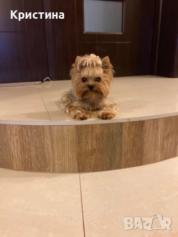 Мини йоркширски териер, снимка 6 - Йоркширски териер - 52559740