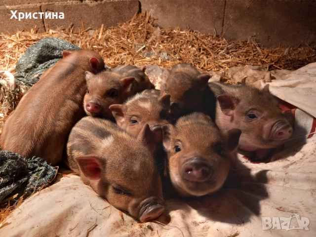 Виетнамски прасета, снимка 4 - Прасета - 52469489