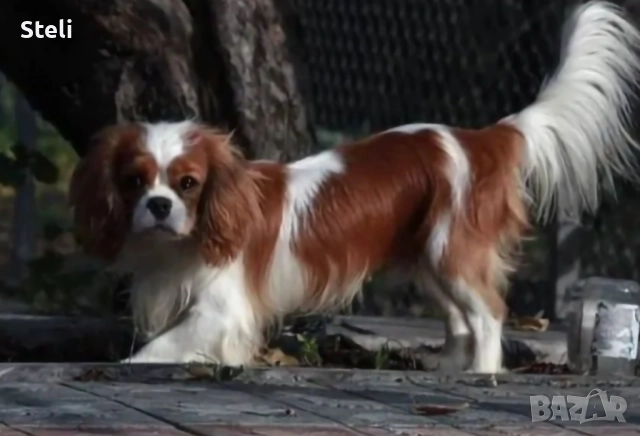 Кавалер кинг чарлз шпаньол, снимка 3 - Кавалер кинг чарлз шпаньол - 52850242