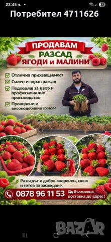 Разсад ягоди целогодишни 