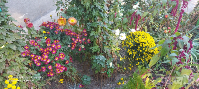 Продавам различни видове хризантеми , снимка 13 - Градински цветя и растения - 44752282