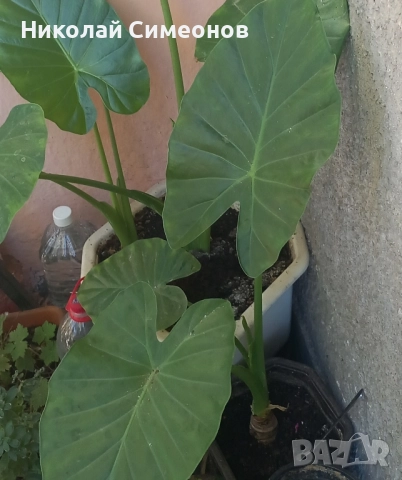 Продавам Трилистник