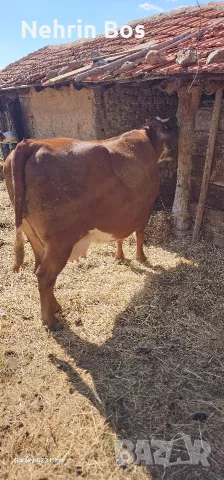krava na 3 tele e zaplodena na7 meses imam traspot, снимка 2 - Крави - 56117827