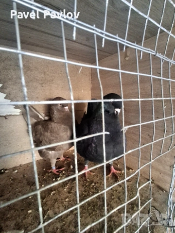 Продавам модени, снимка 4 - Гълъби - 53667265