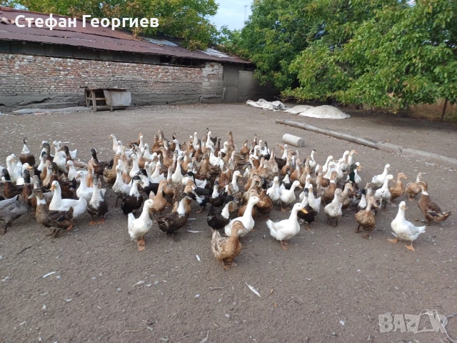 продавам патици , снимка 1