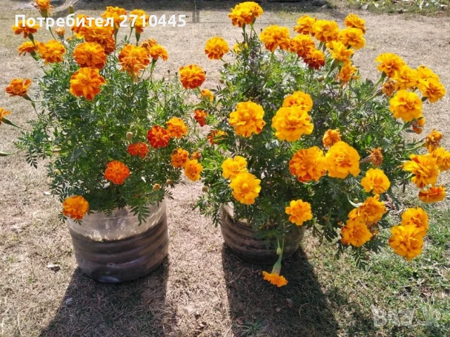 Тагетис, турта, расад, снимка 4 - Градински цветя и растения - 50663324